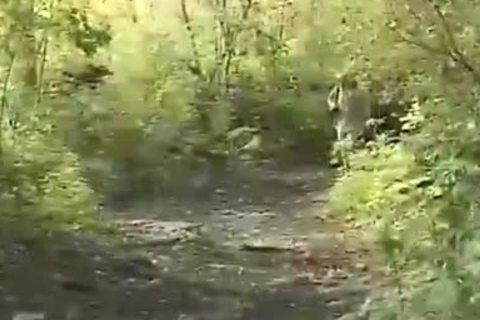 hawt homosexual friends slam In Forest