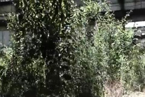 gay Bear trio Sex Outdoor hardcore