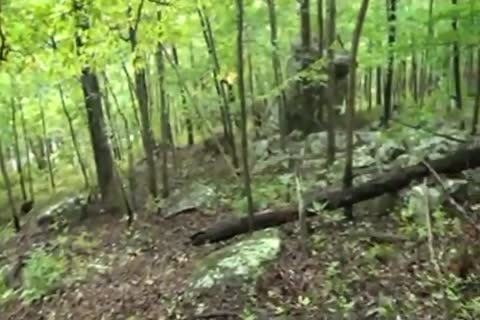 Woodland wank