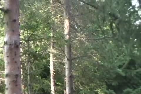 Skater Hoy twinks In Nature