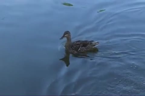 Daddy nails teen unprotected