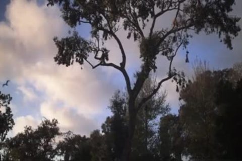 Corbin Colby & Blake Mitchell Flip plow