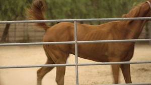 Icon Male: Finger Licking Fun