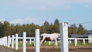 Men: Bareback in The Barnyard