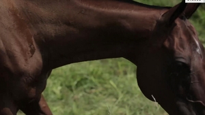 Barebacking In The Fields
